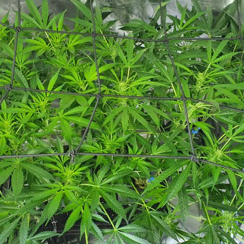 Auto Purple Candy growlog timeline photo