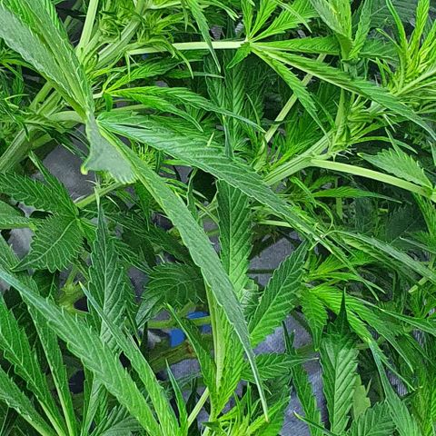Auto Purple Candy growlog timeline photo