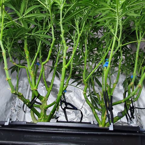 Auto Purple Candy growlog timeline photo