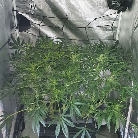 Auto Purple Candy growlog timeline photo