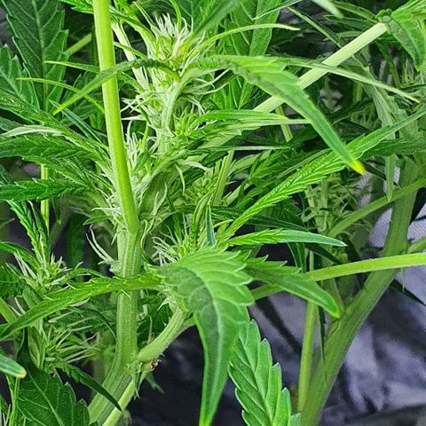 Auto Purple Candy growlog timeline photo