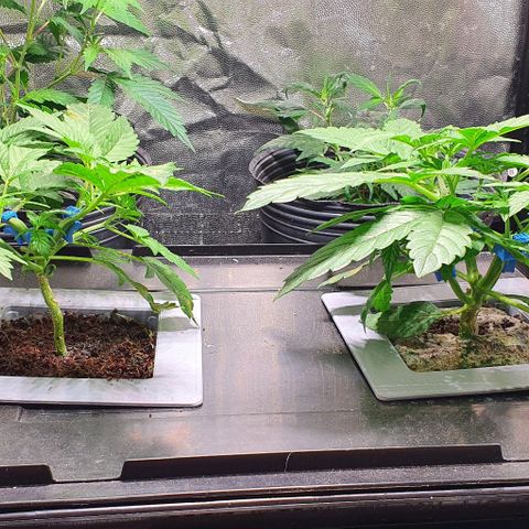 Auto Citrus Skunk growlog timeline photo