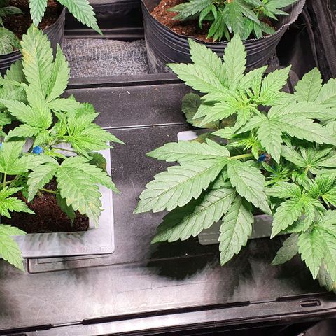 Auto Citrus Skunk growlog timeline photo
