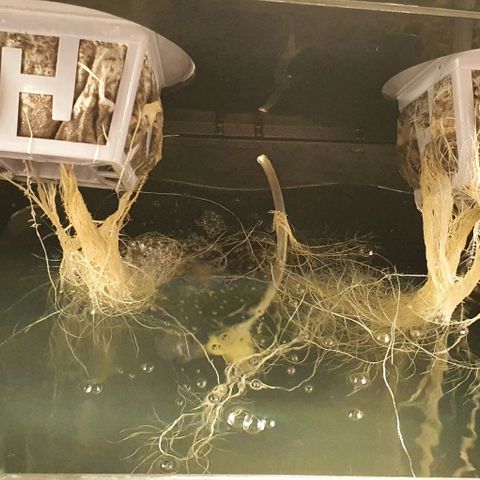 Auto Citrus Skunk growlog timeline photo