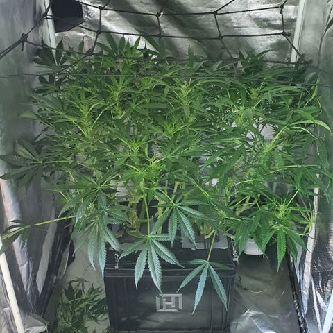 Auto Purple Candy growlog timeline photo