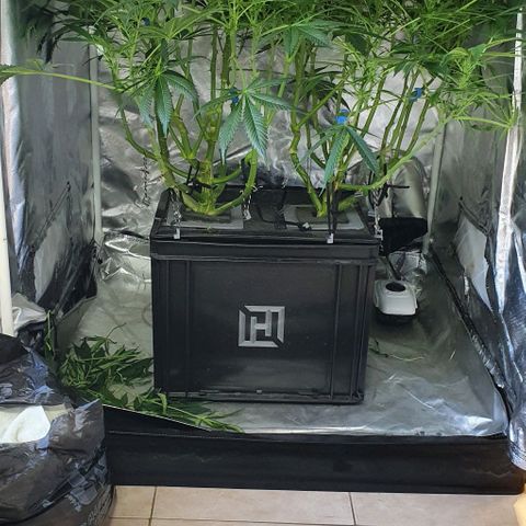 Auto Purple Candy growlog timeline photo