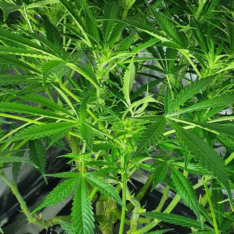 Auto Purple Candy growlog timeline photo