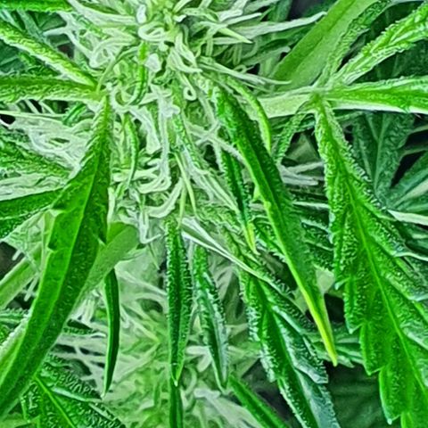 Auto Purple Candy growlog timeline photo