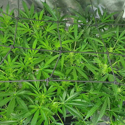 Auto Purple Candy growlog timeline photo