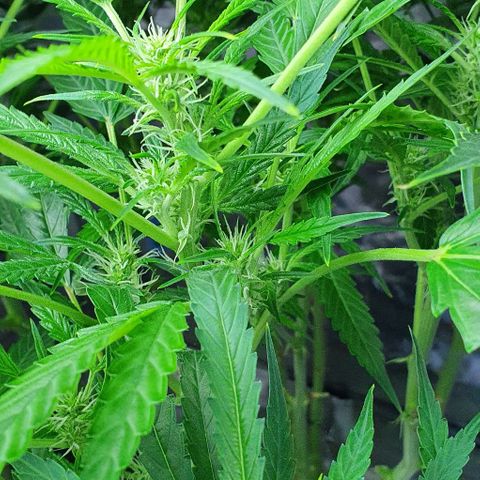 Auto Purple Candy growlog timeline photo