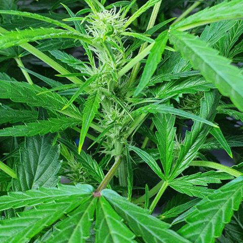 Auto Purple Candy growlog timeline photo