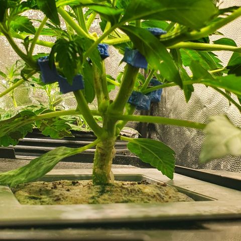 Auto Citrus Skunk growlog timeline photo