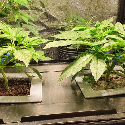 Auto Citrus Skunk growlog timeline photo