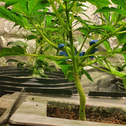 Auto Citrus Skunk growlog timeline photo