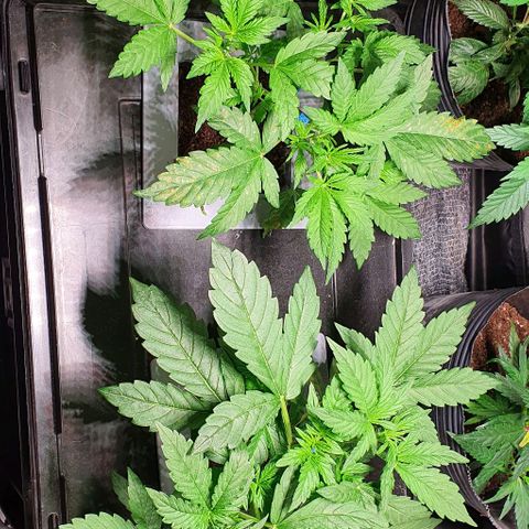 Auto Citrus Skunk growlog timeline photo