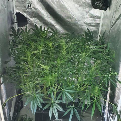 Auto Purple Candy growlog timeline photo