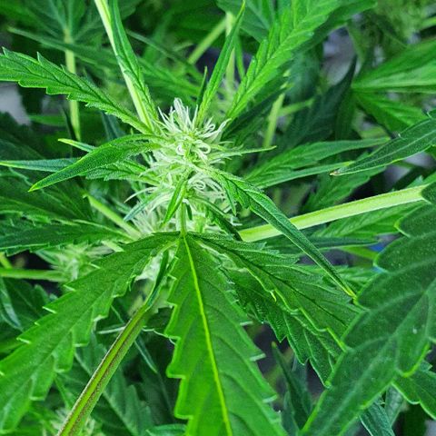 Auto Purple Candy growlog timeline photo