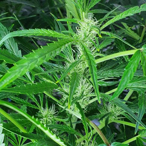 Auto Purple Candy growlog timeline photo