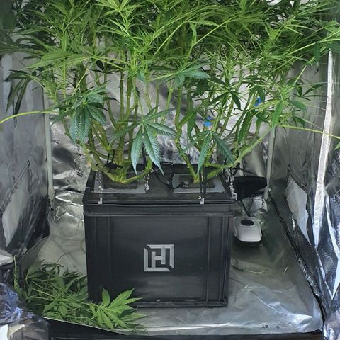 Auto Purple Candy growlog timeline photo