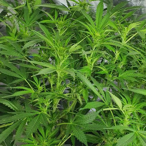 Auto Purple Candy growlog timeline photo