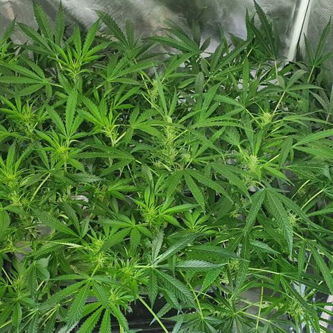 Auto Purple Candy growlog timeline photo