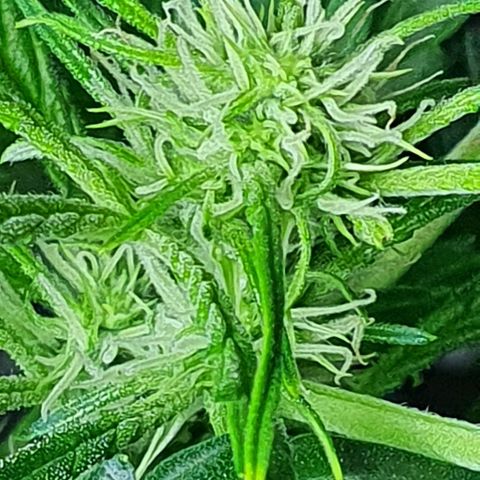 Auto Purple Candy growlog timeline photo