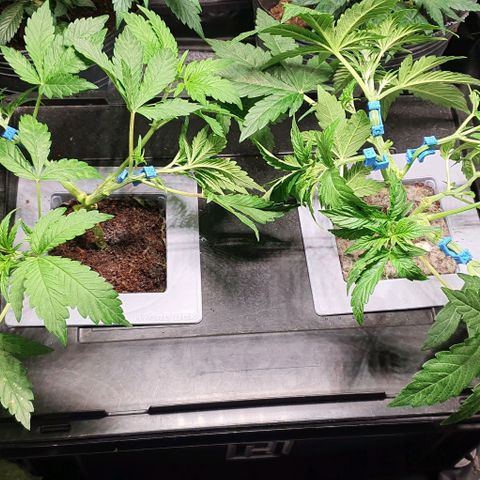 Auto Citrus Skunk growlog timeline photo