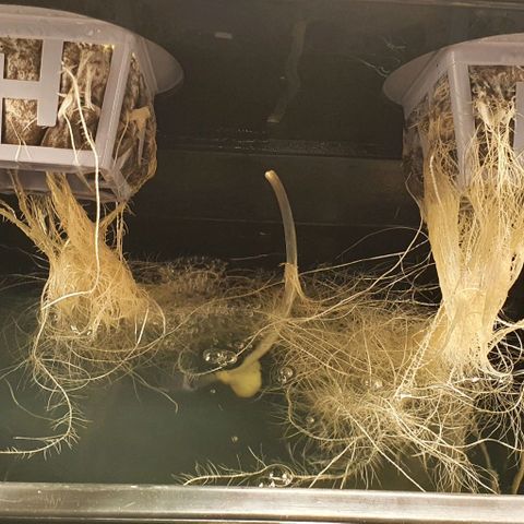 Auto Citrus Skunk growlog timeline photo