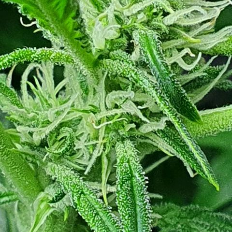 Auto Pineapple Candy growlog photo: - Se empiezan a notar con claridad los tricomas.
- A partir de ahora hay que mantener bien alimentada a la planta.