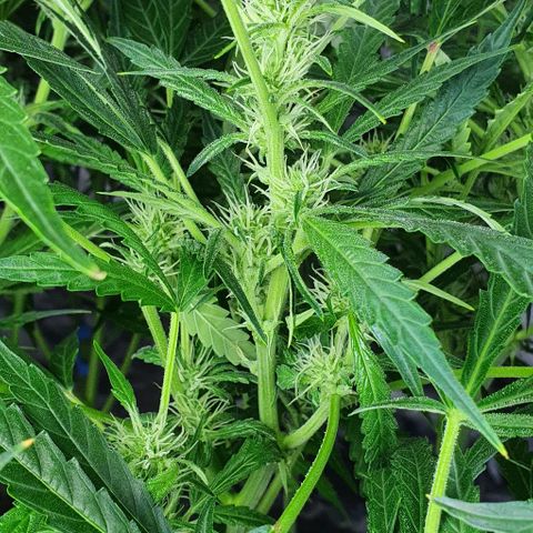 Auto Pineapple Candy growlog photo: - Se empiezan a notar con claridad los tricomas.
- A partir de ahora hay que mantener bien alimentada a la planta.