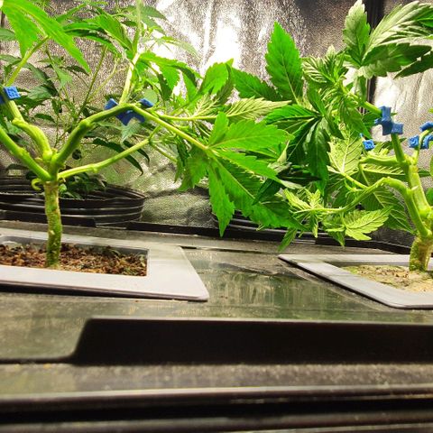 Auto Citrus Skunk growlog timeline photo