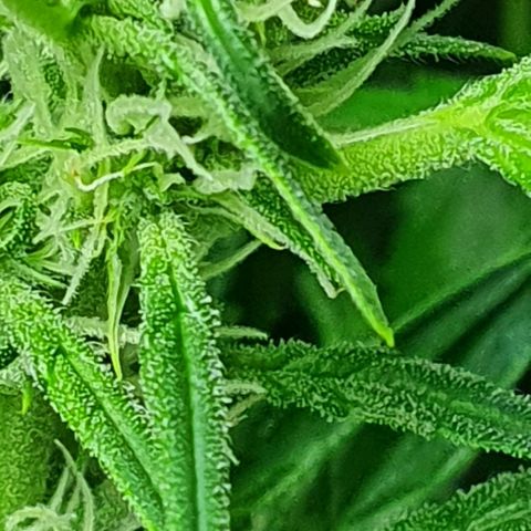 Auto Pineapple Candy growlog photo: - Se empiezan a notar con claridad los tricomas.
- A partir de ahora hay que mantener bien alimentada a la planta.