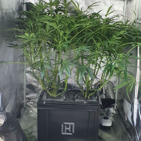 Auto Purple Candy growlog timeline photo