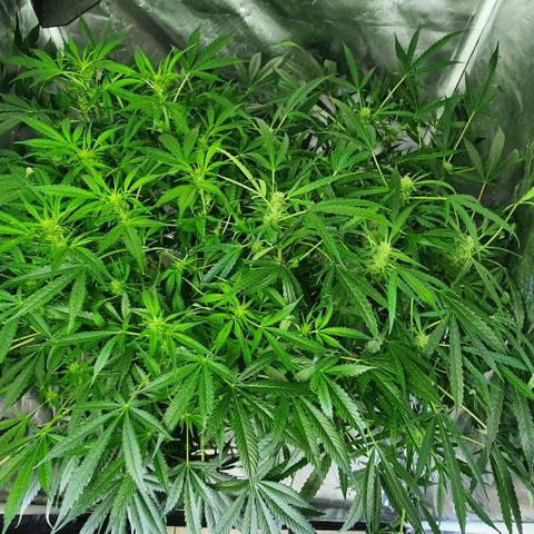 Auto Purple Candy growlog timeline photo