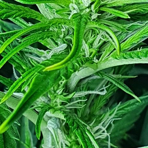 Auto Purple Candy growlog timeline photo