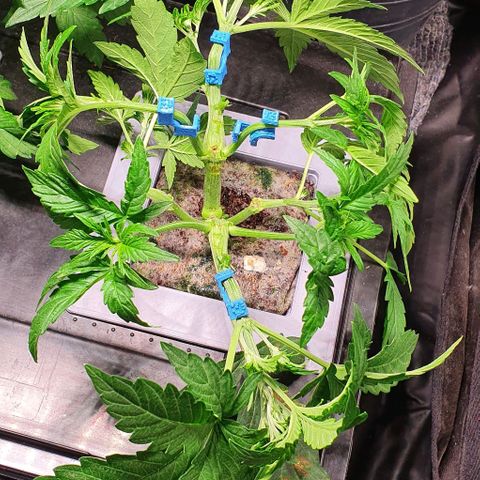 Auto Citrus Skunk growlog timeline photo