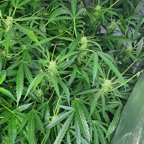 Auto Pineapple Candy growlog photo: - Se empiezan a notar con claridad los tricomas.
- A partir de ahora hay que mantener bien alimentada a la planta.