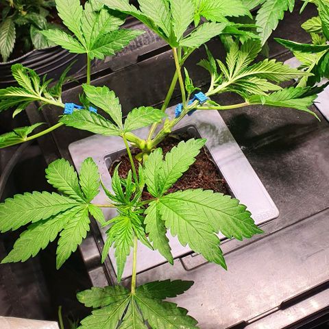 Auto Citrus Skunk growlog timeline photo