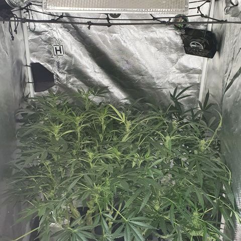 Auto Purple Candy growlog timeline photo