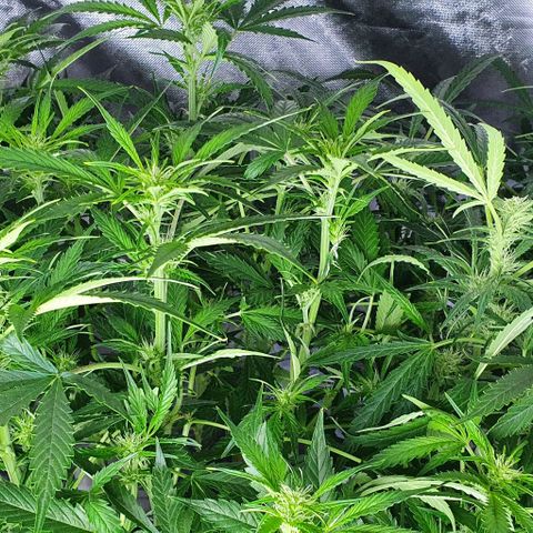 Auto Pineapple Candy growlog photo: - Se empiezan a notar con claridad los tricomas.
- A partir de ahora hay que mantener bien alimentada a la planta.