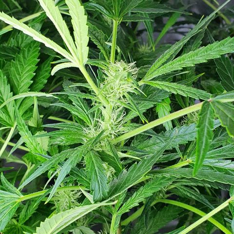 Auto Pineapple Candy growlog photo: - Se empiezan a notar con claridad los tricomas.
- A partir de ahora hay que mantener bien alimentada a la planta.