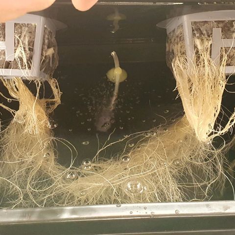 Auto Purple Candy growlog timeline photo