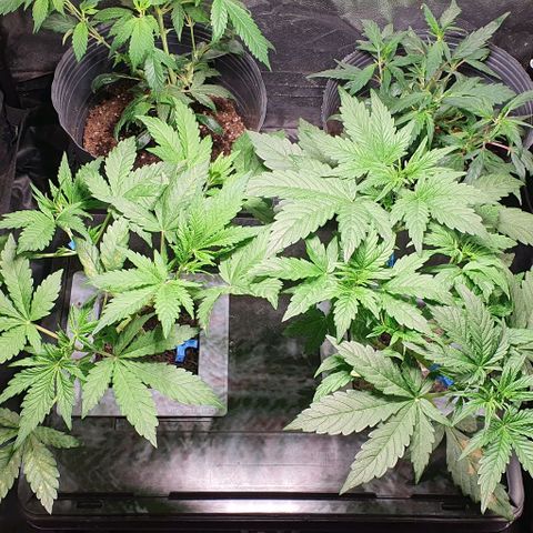 Auto Purple Candy growlog timeline photo
