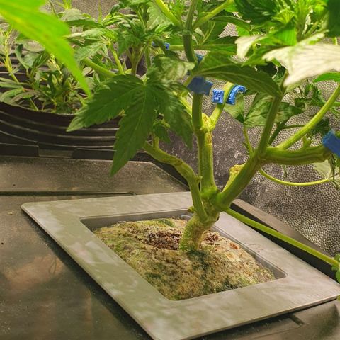 Auto Purple Candy growlog timeline photo