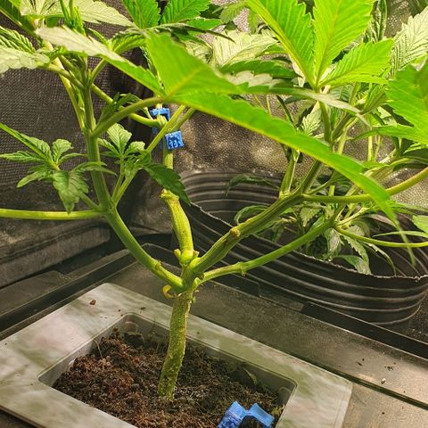 Auto Purple Candy growlog timeline photo