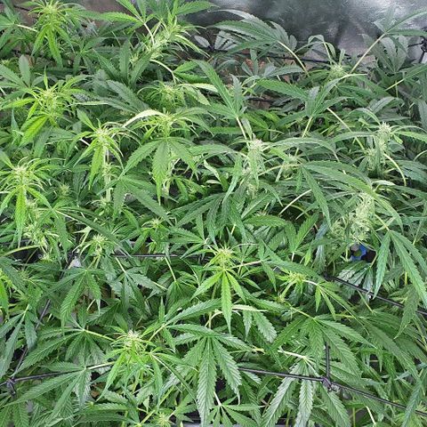 Auto Pineapple Candy growlog timeline photo