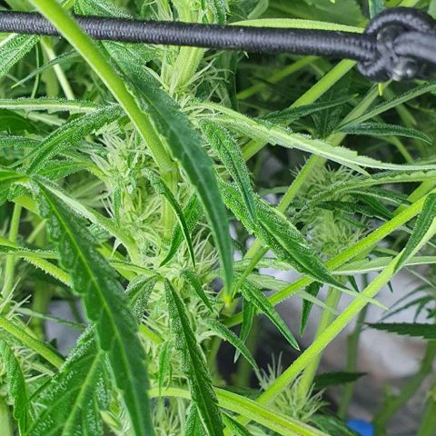 Auto Pineapple Candy growlog timeline photo