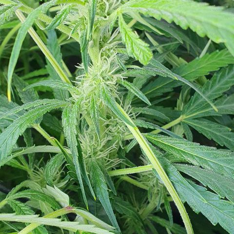 Auto Pineapple Candy growlog timeline photo