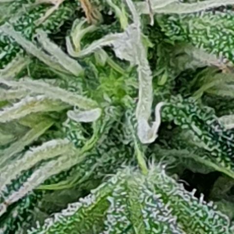 Auto Pineapple Candy growlog timeline photo