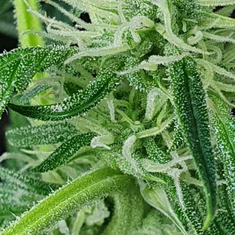 Auto Pineapple Candy growlog timeline photo